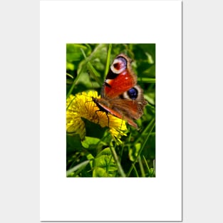 Peacock Butterfly Posters and Art